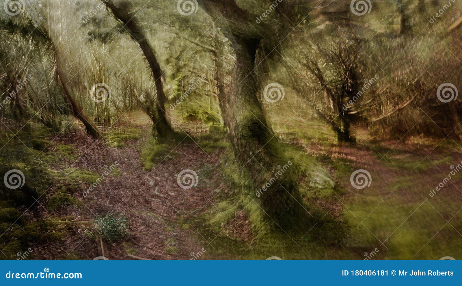 the strong tree trunks growing, cringlebarrow wood