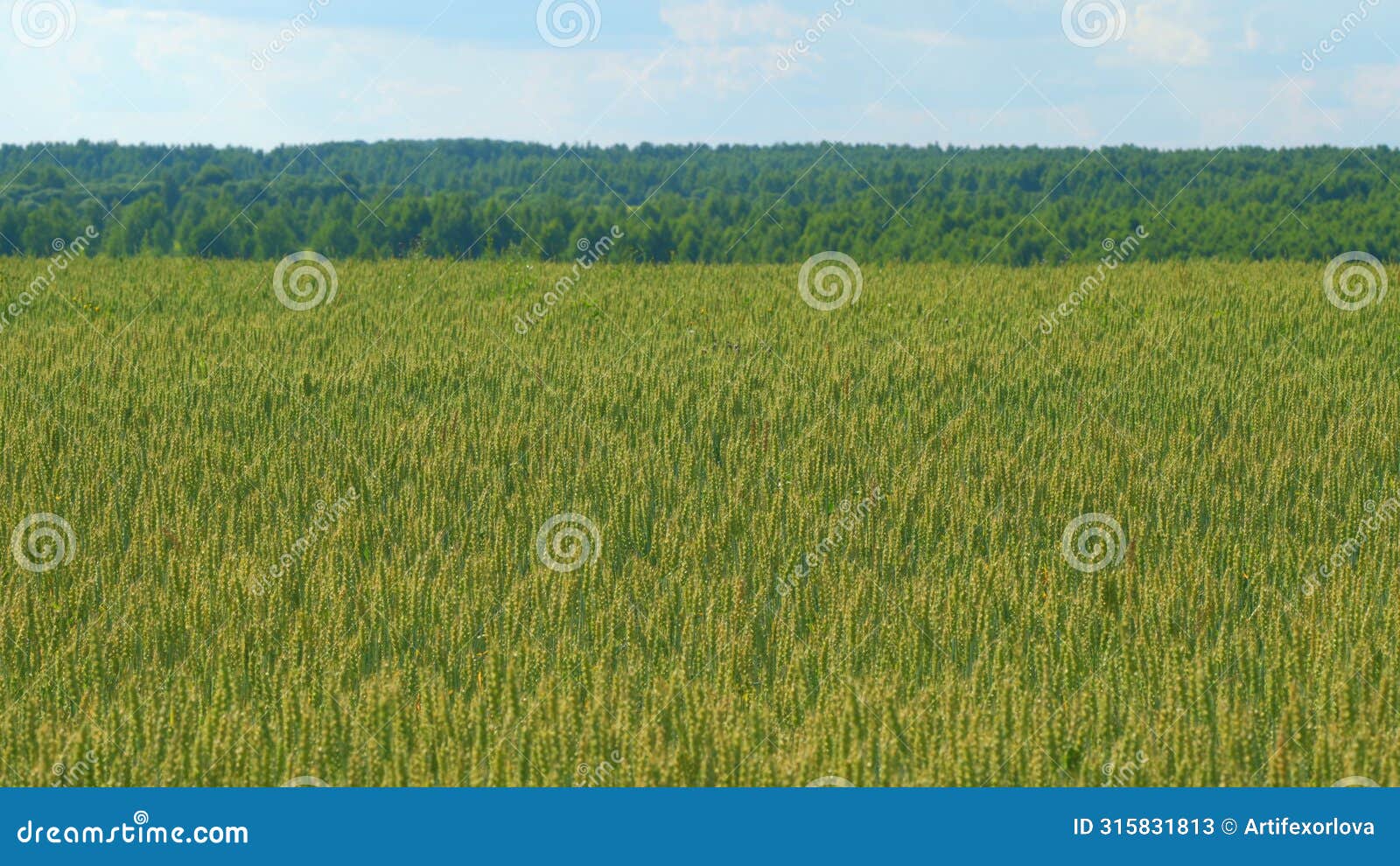 strong winds sway wheat field. wheat crop field swaying though wind. summer agricultural field. slow motion.