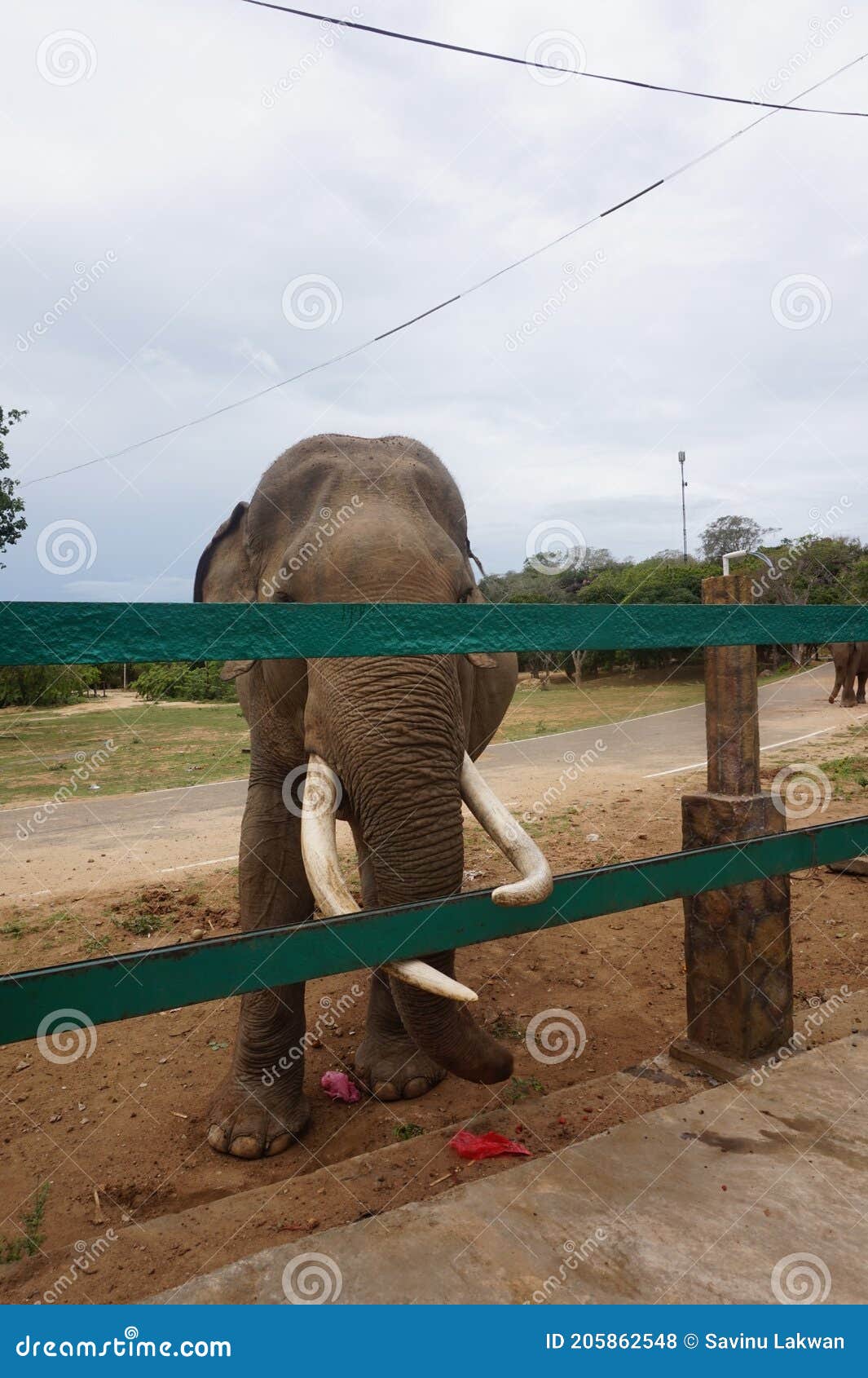 Strongest and Largest Animal in the Land is Elephant. Stock Photo - Image  of bush, jungle: 205862548