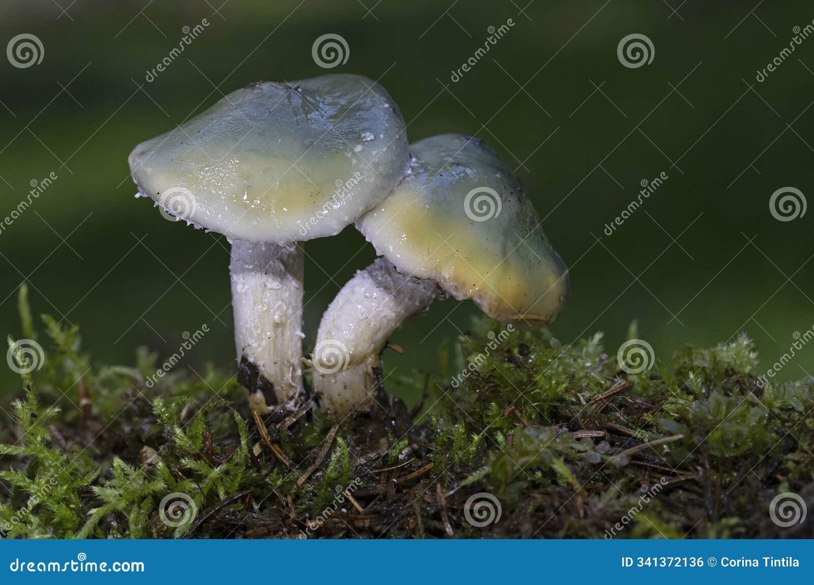 stropharia caerulea, commonly known as the blue roundhead