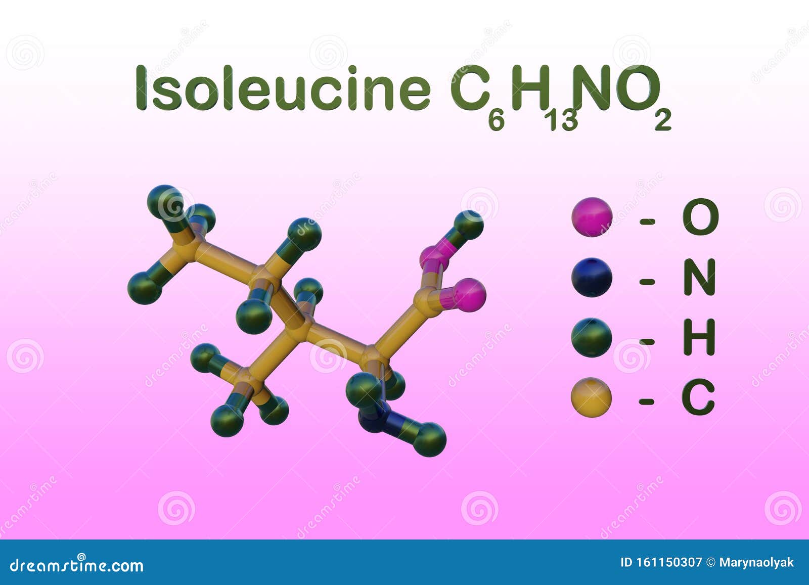 structural chemical formula and molecular model of l-isoleucine or isoleucine, an amino acid used in the biosynthesis of