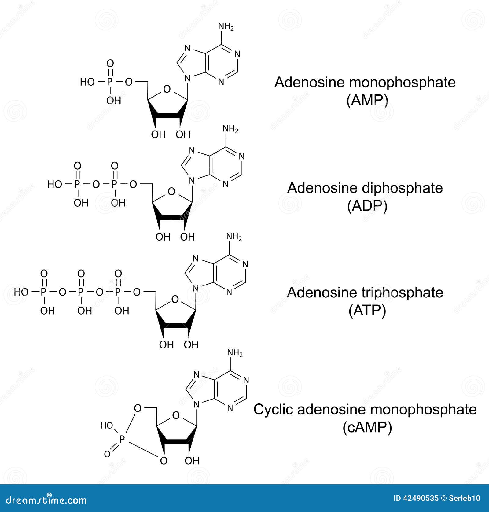 structural chemical formulas of adenosine phosphat