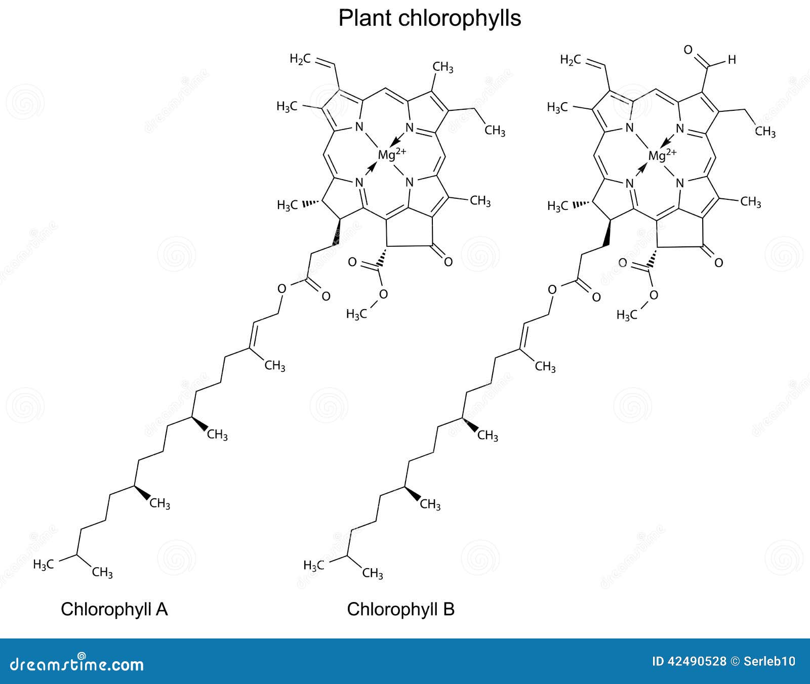 structural chemical formulas of plant chlorophylls
