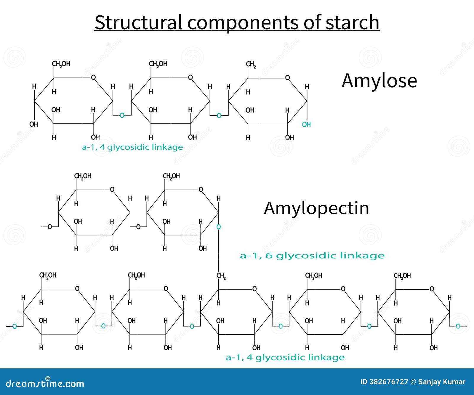 Amylopectin Structure Stock Illustrations – 17 Amylopectin Structure Stock  Illustrations, Vectors \u0026 Clipart - Dreamstime, image size:1600x1335