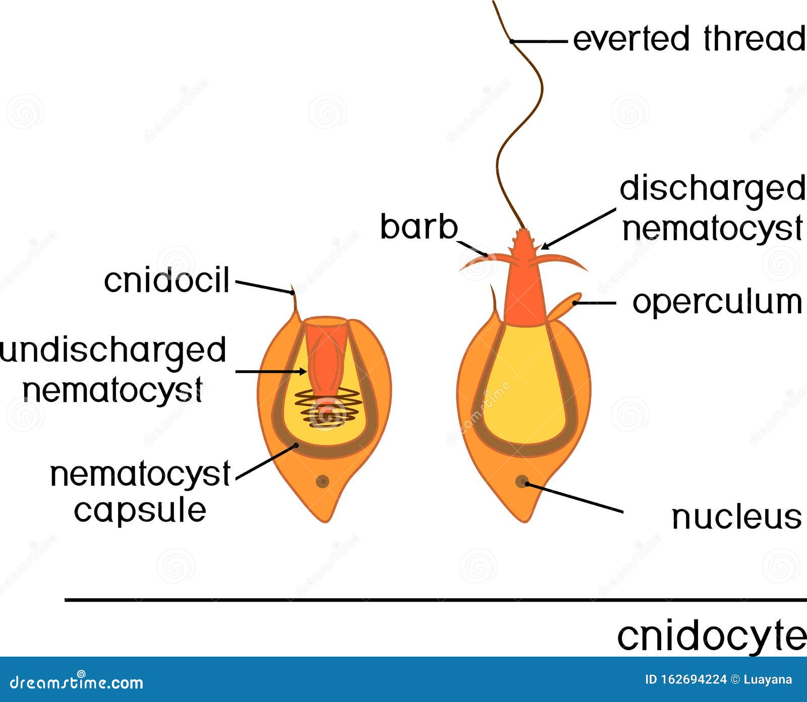 structure and action of cnidocyte. educational material for lesson of zoology