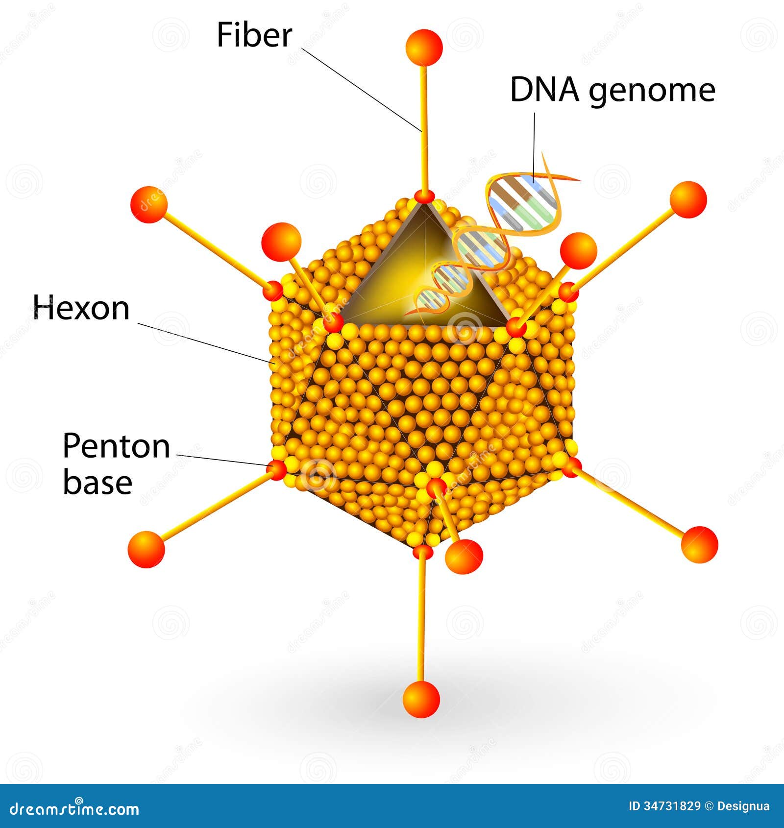 structure of adenovirus.  diagram