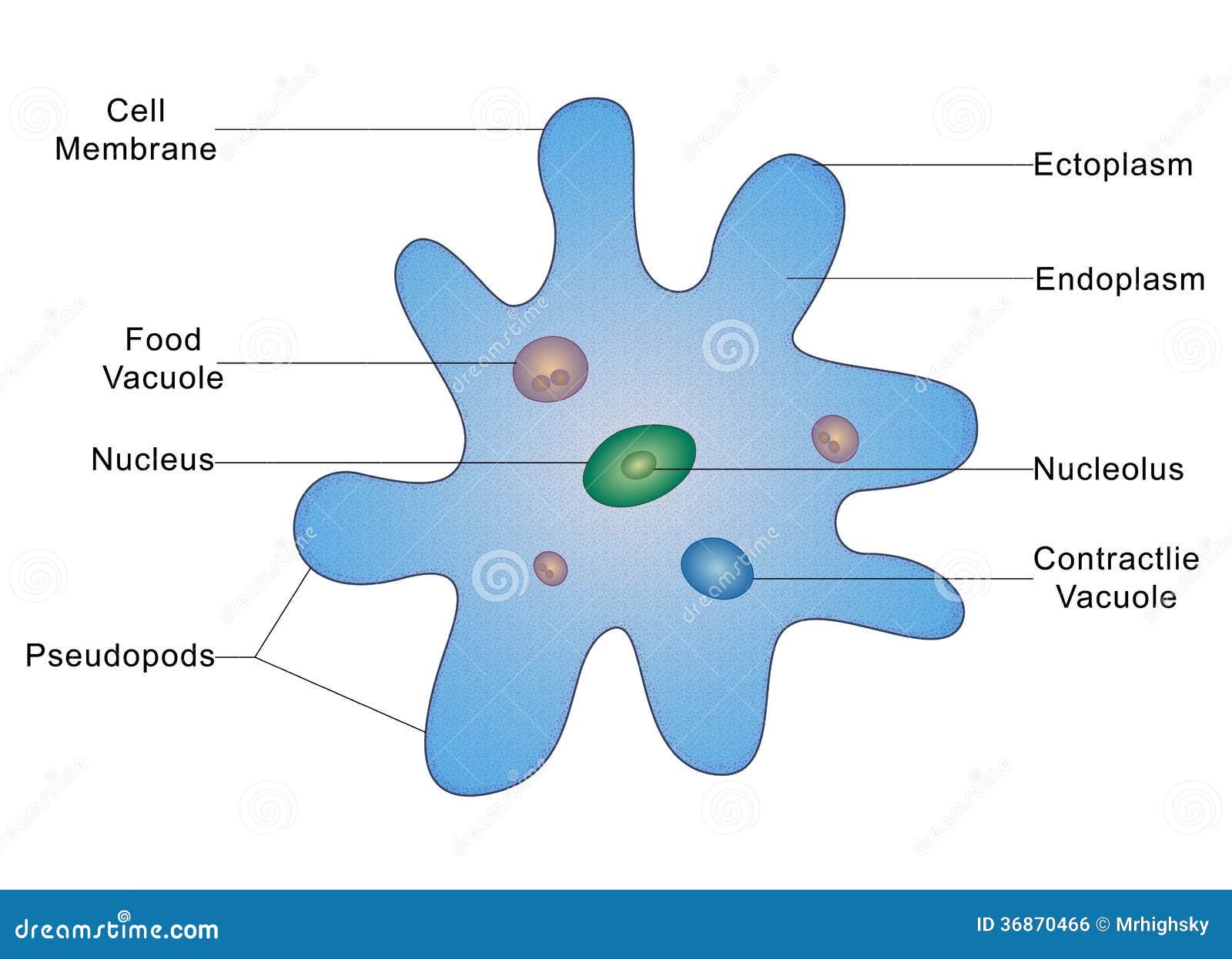 Structure Of An Amoeba Stock Photo Illustration Of Diagram 36870466