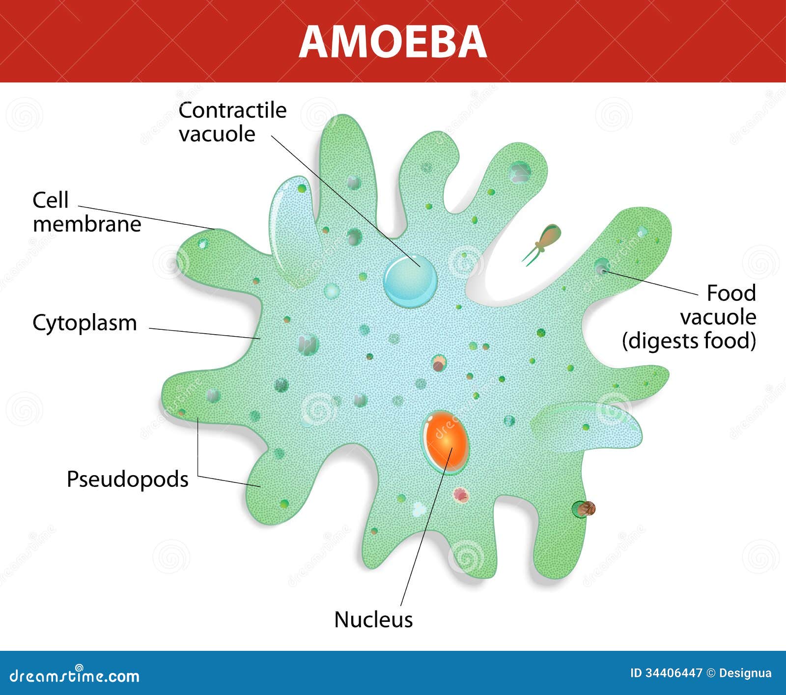 Structure Of An Amoeba Proteus Cartoon Vector | CartoonDealer.com #34406447