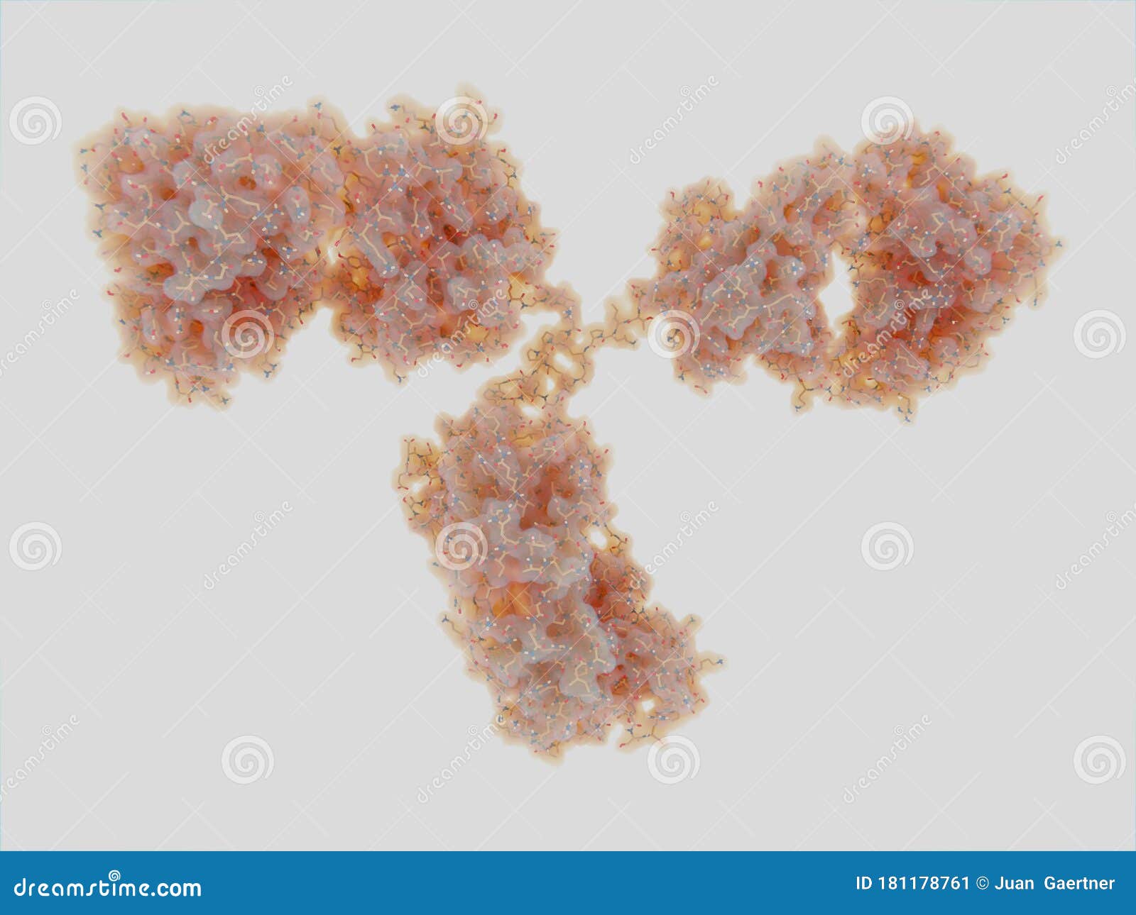 structure of an antibody