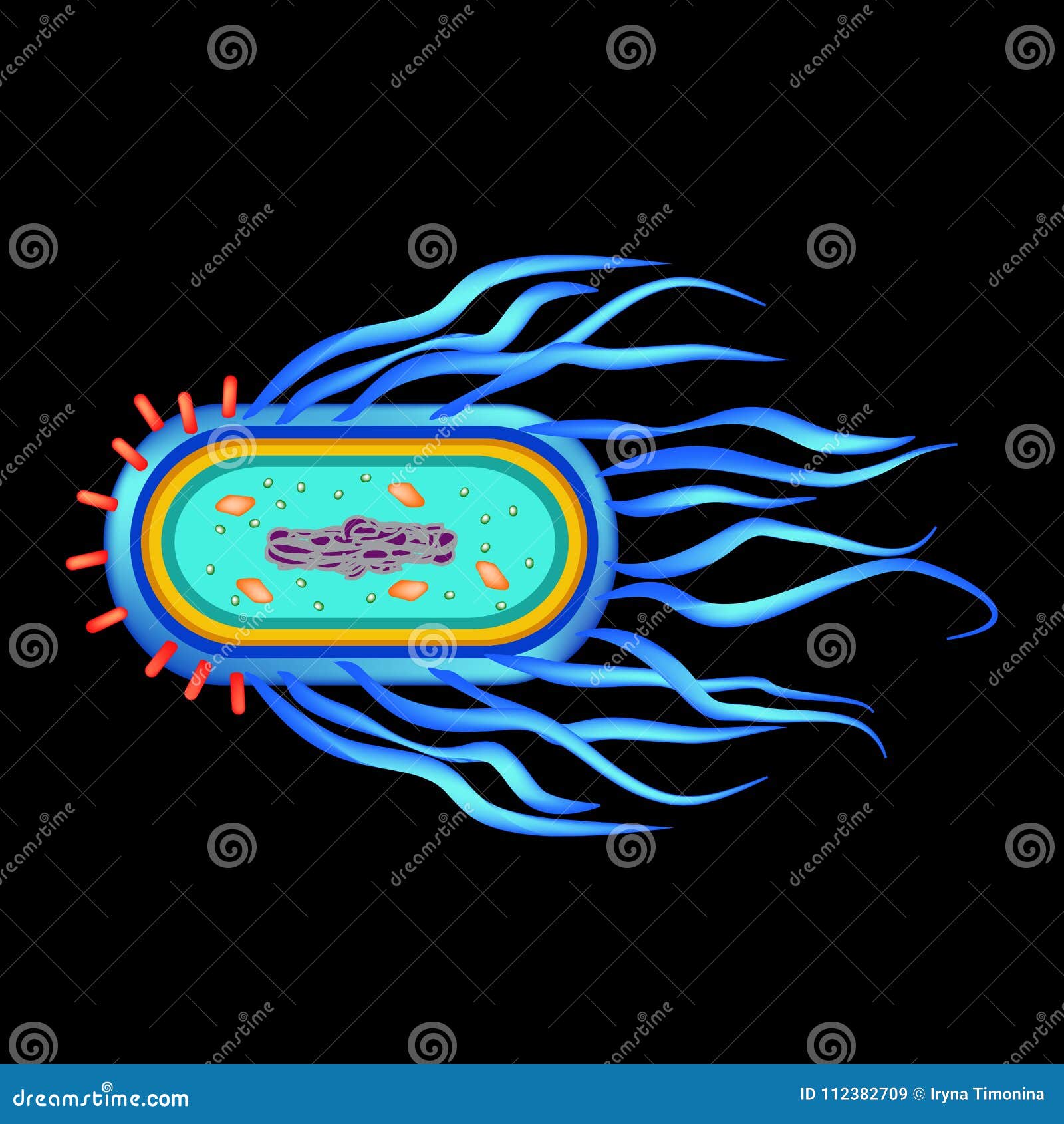 Salmonella Bacteria Structure
