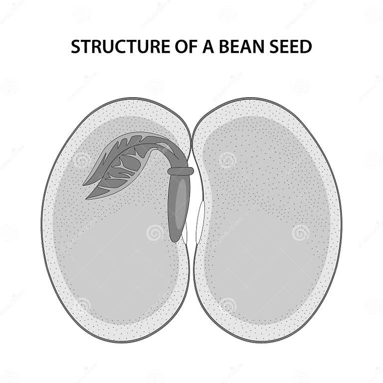 Structure of a Bean Seed. Diagram Unlabelled. Stock Vector