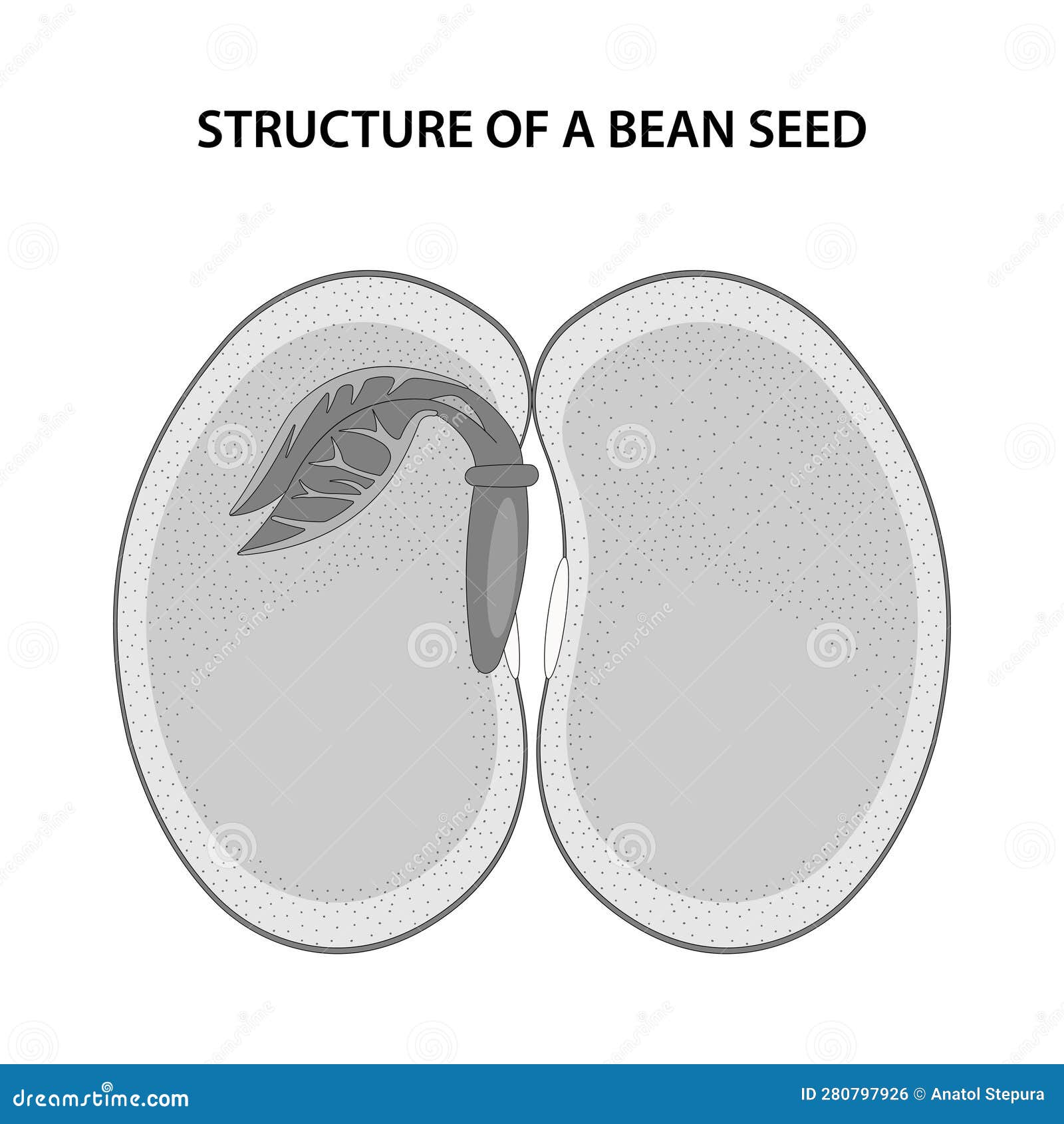 Structure of a Bean Seed. Diagram Unlabelled. Stock Vector