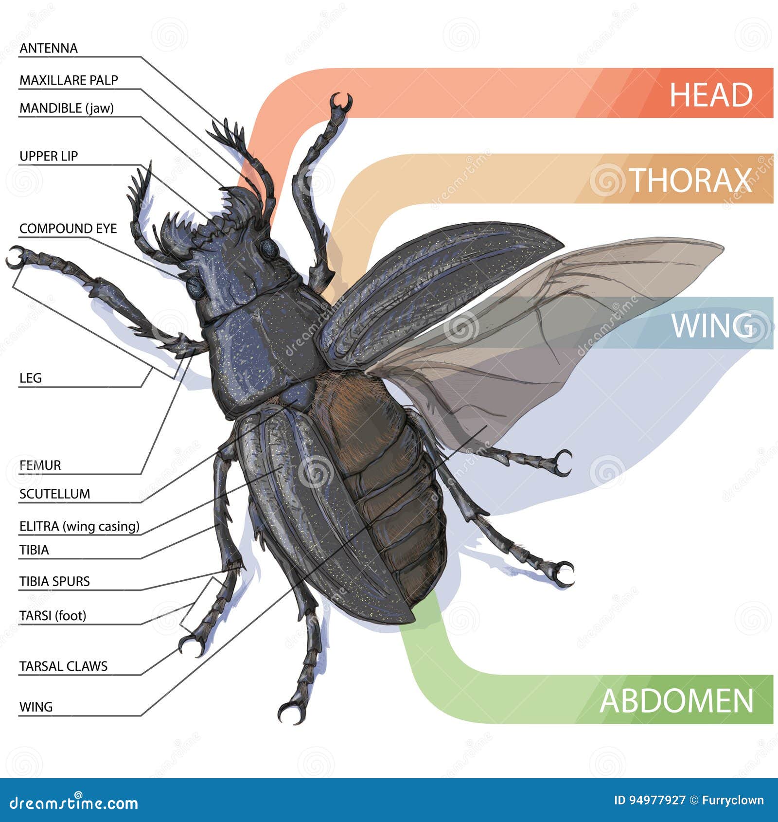 The Structure Of The Beetle  Vector Diagram Stock Vector