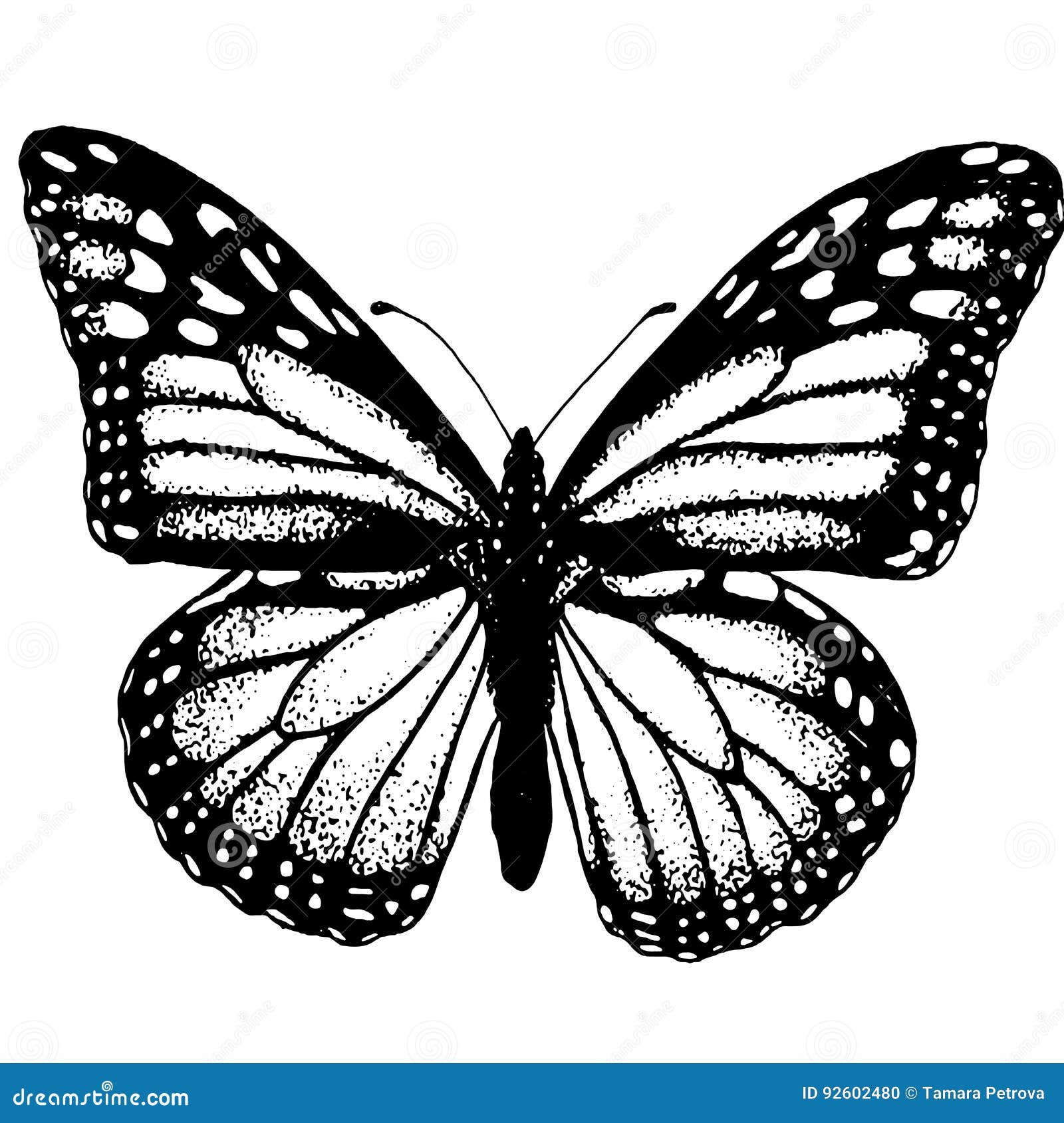 The Structure of the Butterfly Sketch Tattoo Stock Vector - Illustration of butterflies, tattoo: 92602480 The Structure of the Butterfly Sketch Tattoo Stock Vector - Illustration of butterflies, tattoo: 92602480