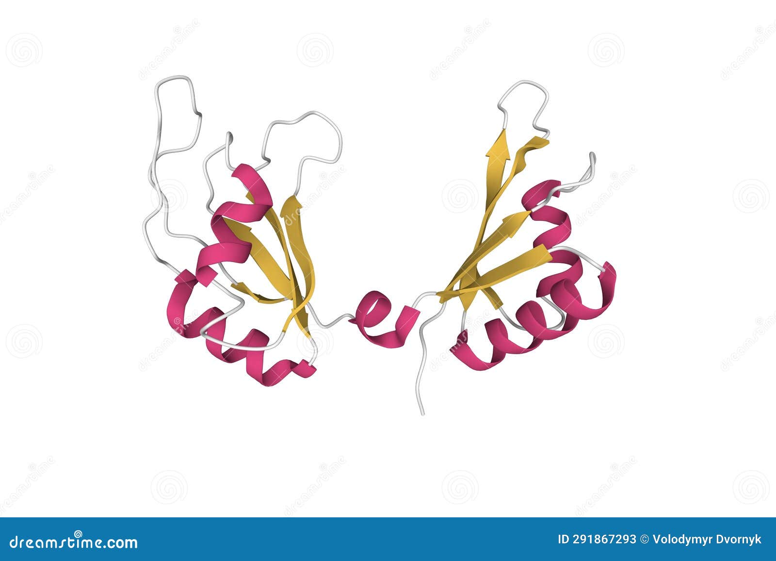 structure of c-myc dna binding protein