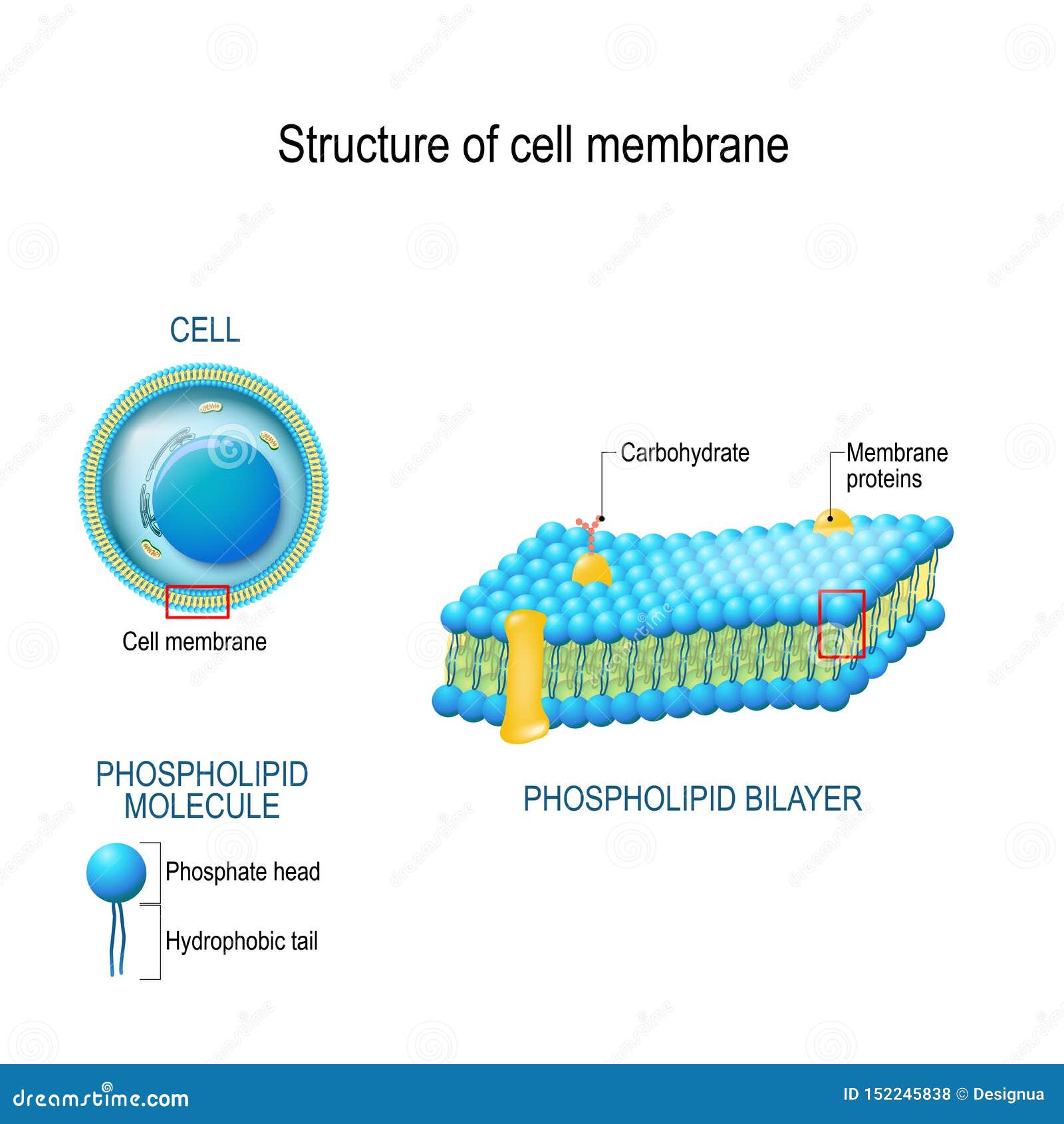 structure of cell membrane