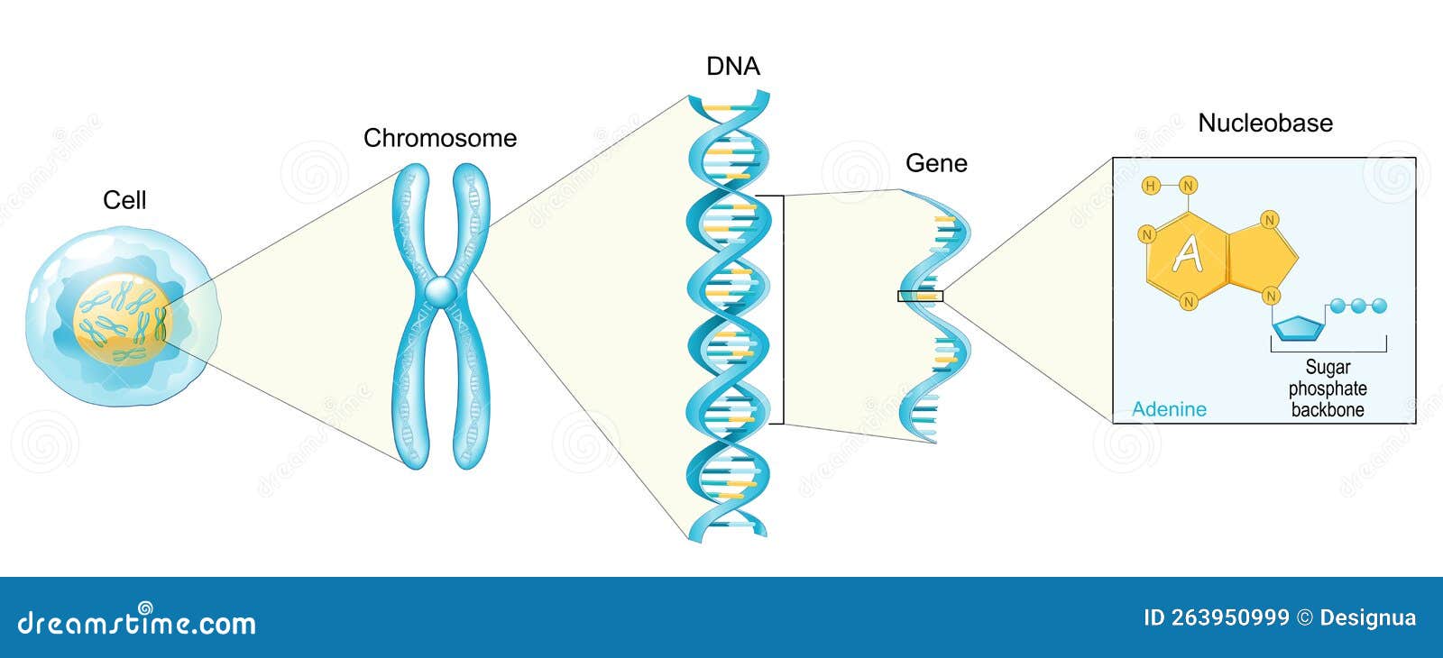 structure of cell. from nucleobase like adenine to gene, dna and chromosome