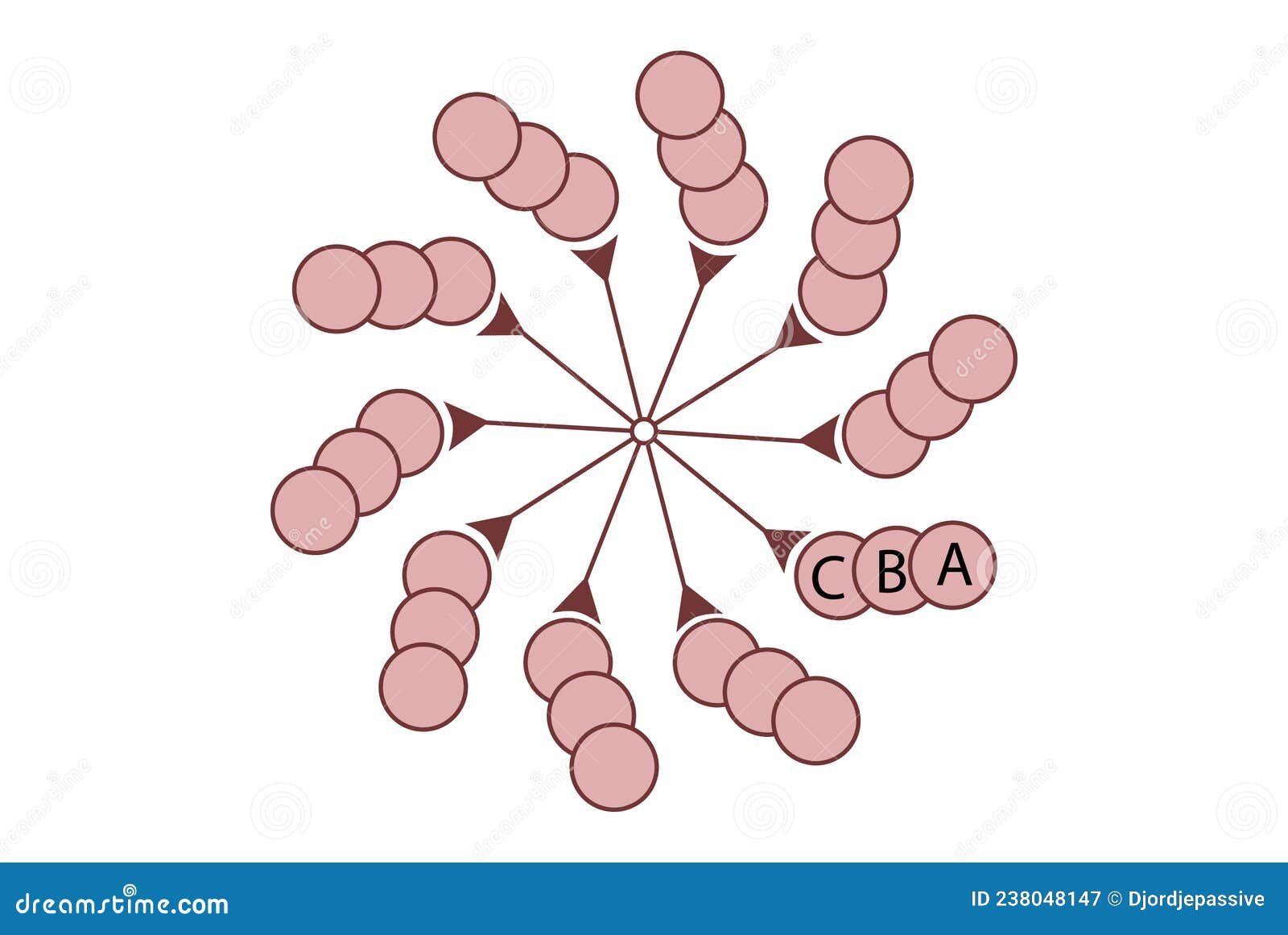 structure of a centriole (9 x 3)