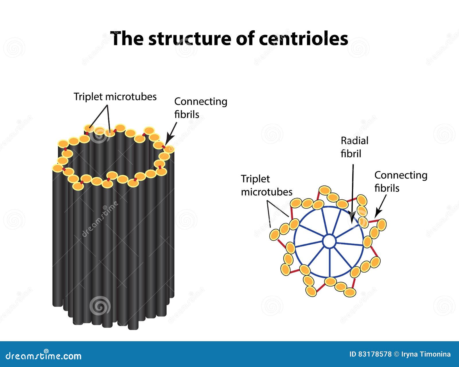 the structure of centrioles. infographics.   on  background