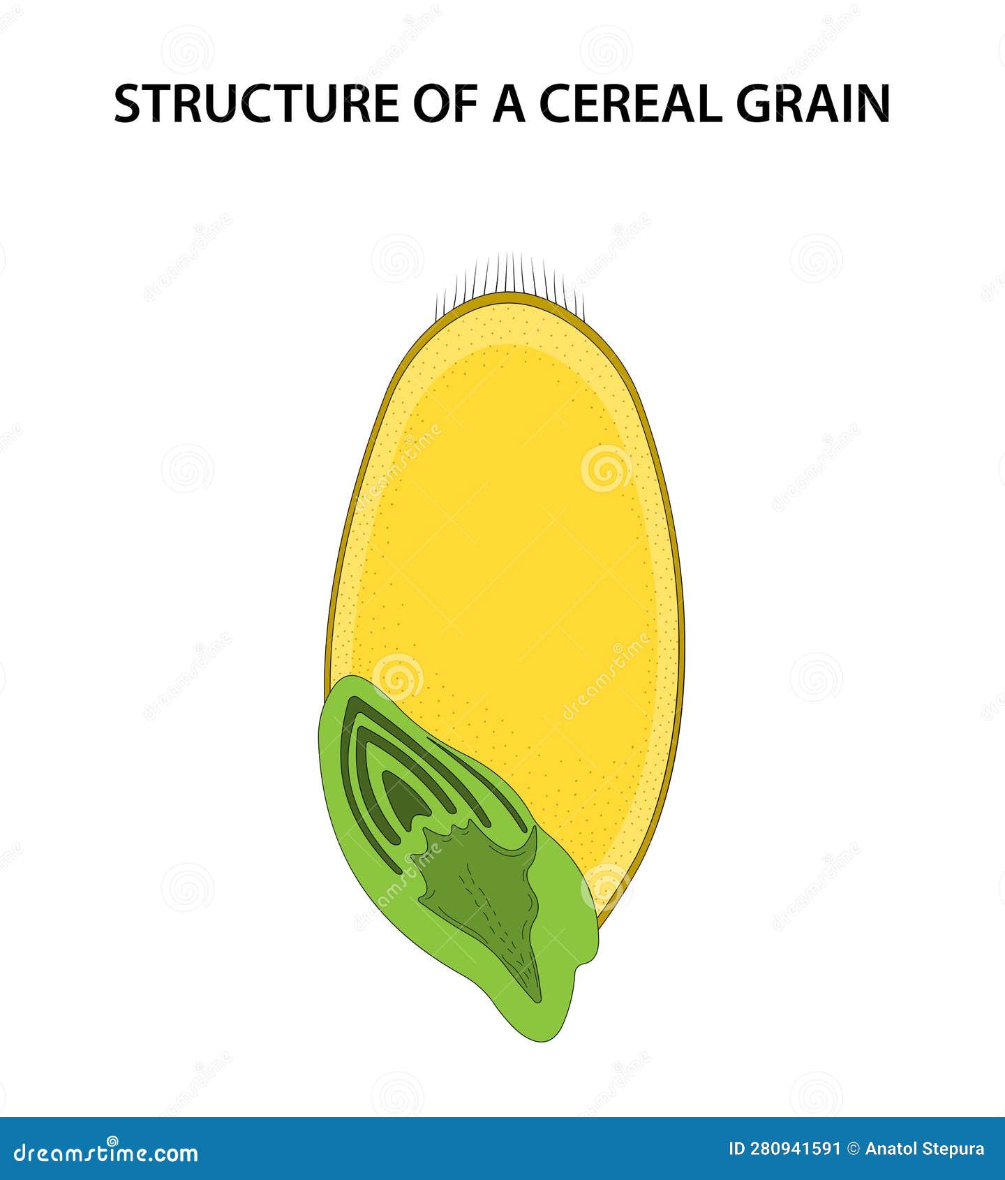 Structure of a Cereal Grain (caryopsis). Stock Vector Illustration of