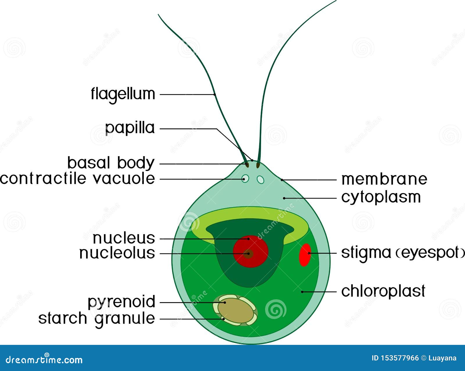 Draw A Labelled Diagram Of Chlamydomonas