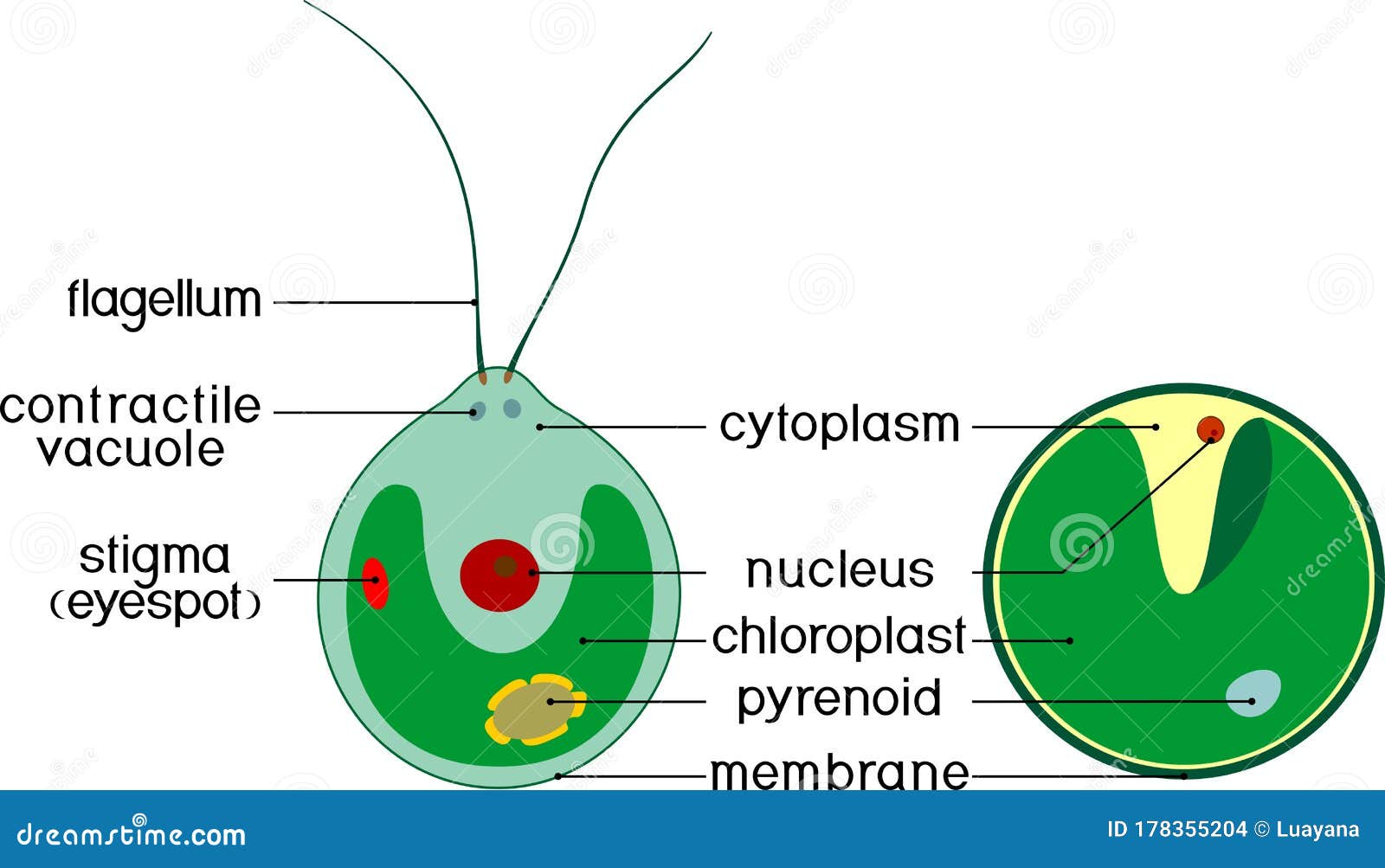 Chlorella. Anatomy Of The Single-celled Green Algae. Cartoon Vector