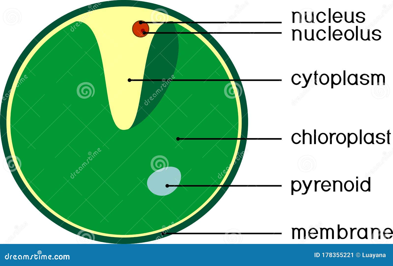 Chlorella. Anatomy Of The Single-celled Green Algae. Cartoon Vector