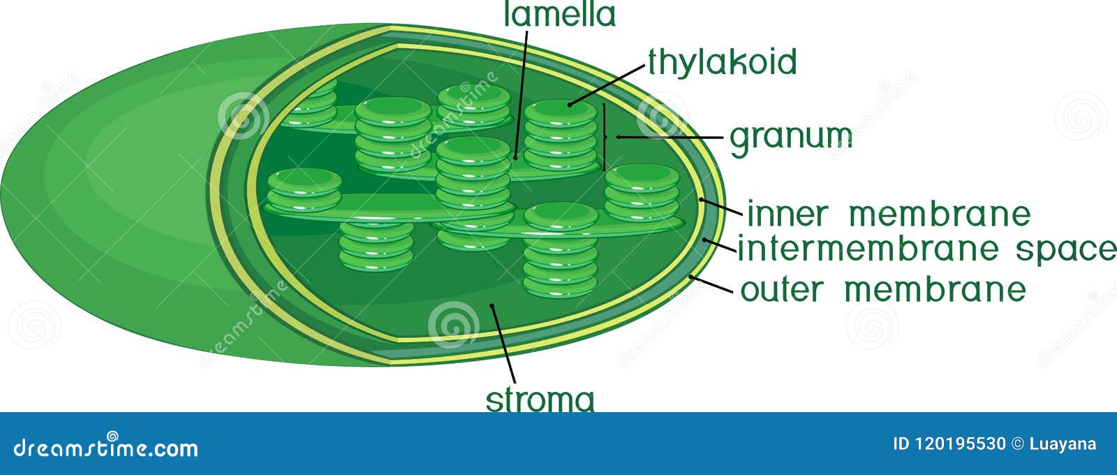 structure of chloroplast with titles