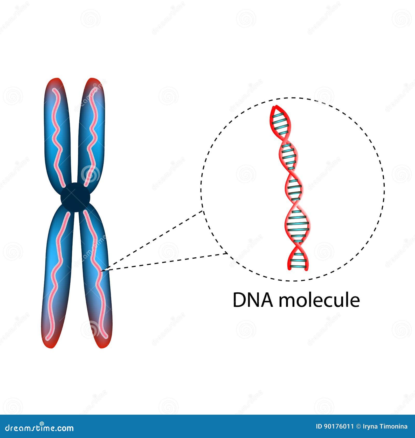 the structure of the chromosome. the structure of the dna molecule. infographics.   on background.