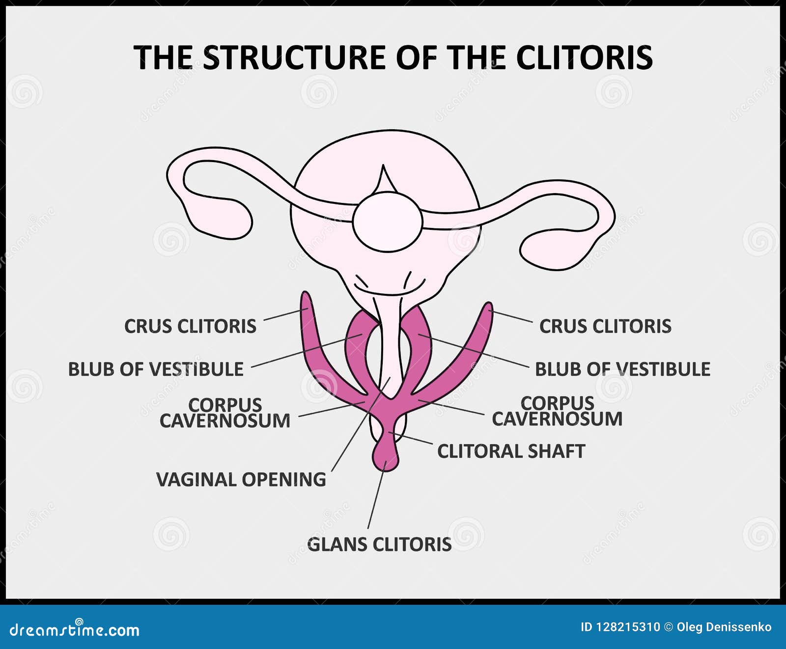 Photos Of The Clitoris