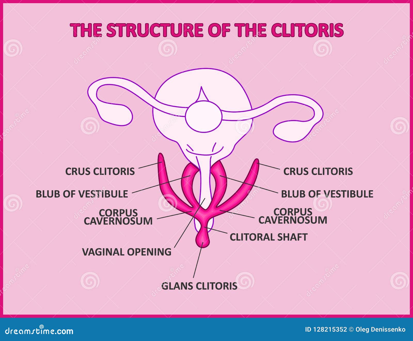 the structure of the clitoris, a medical poster female anatomy vagina