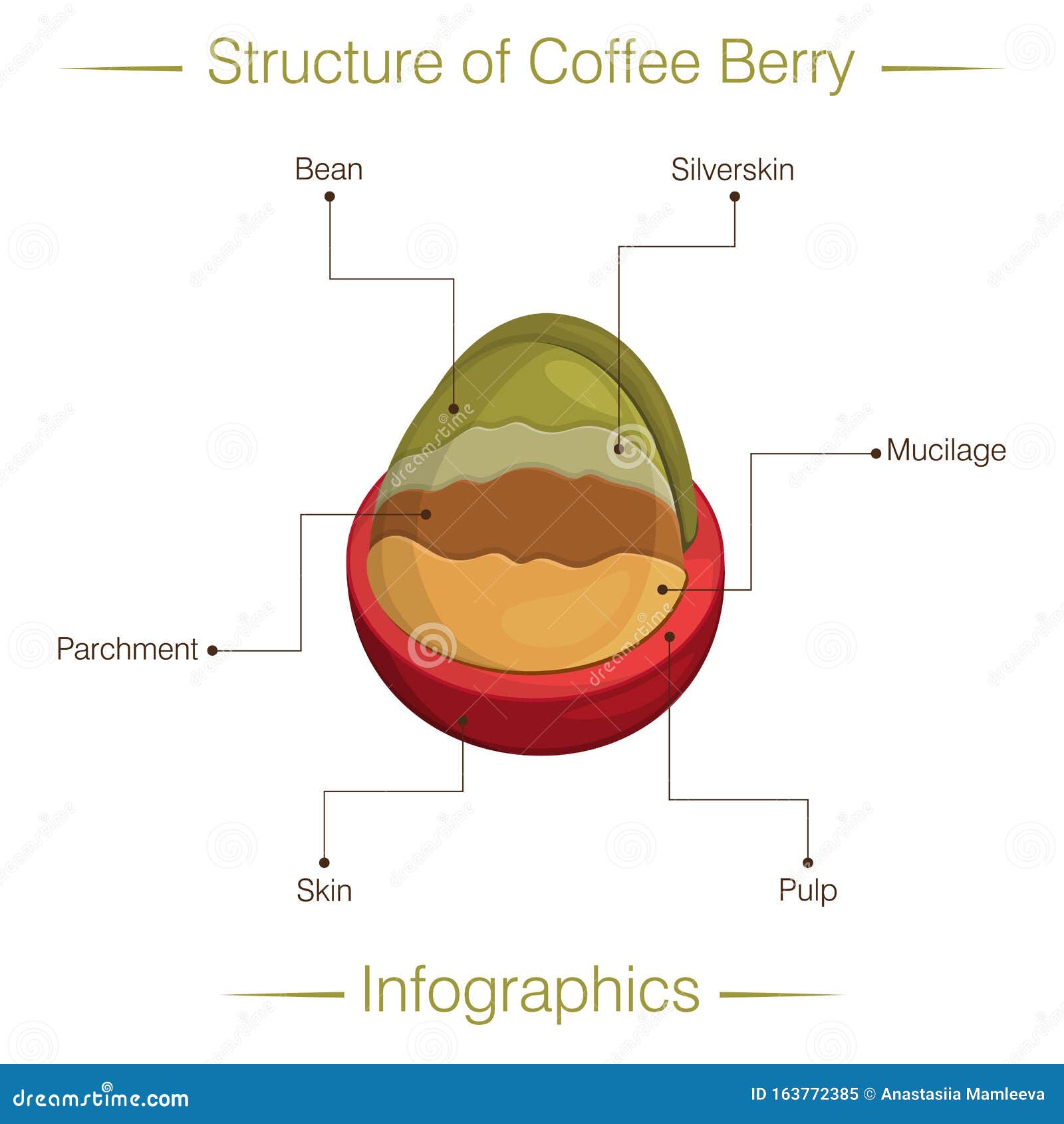 Structure of Coffee Berry. Infographics Stock Vector Illustration of