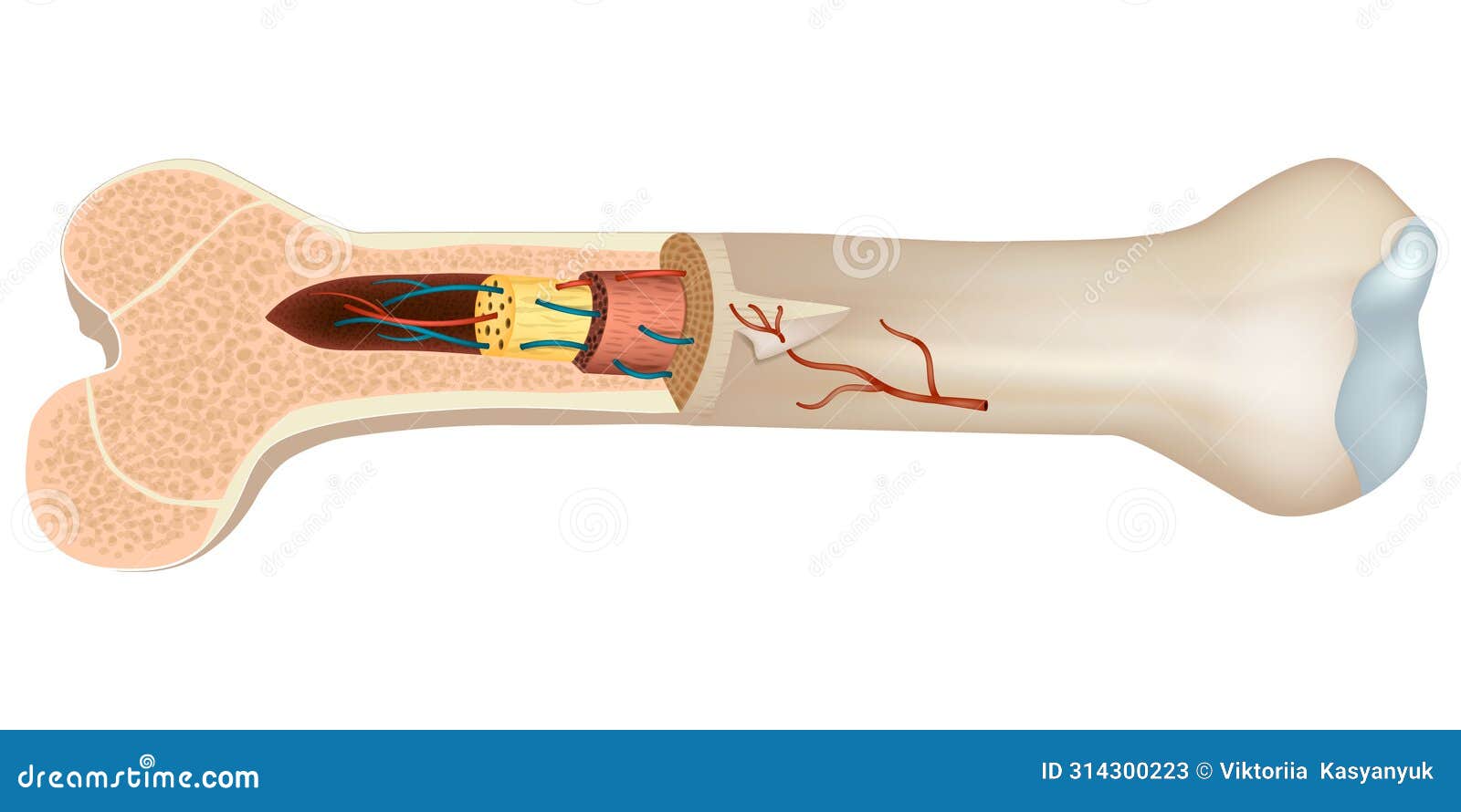 structure and components of long bone.