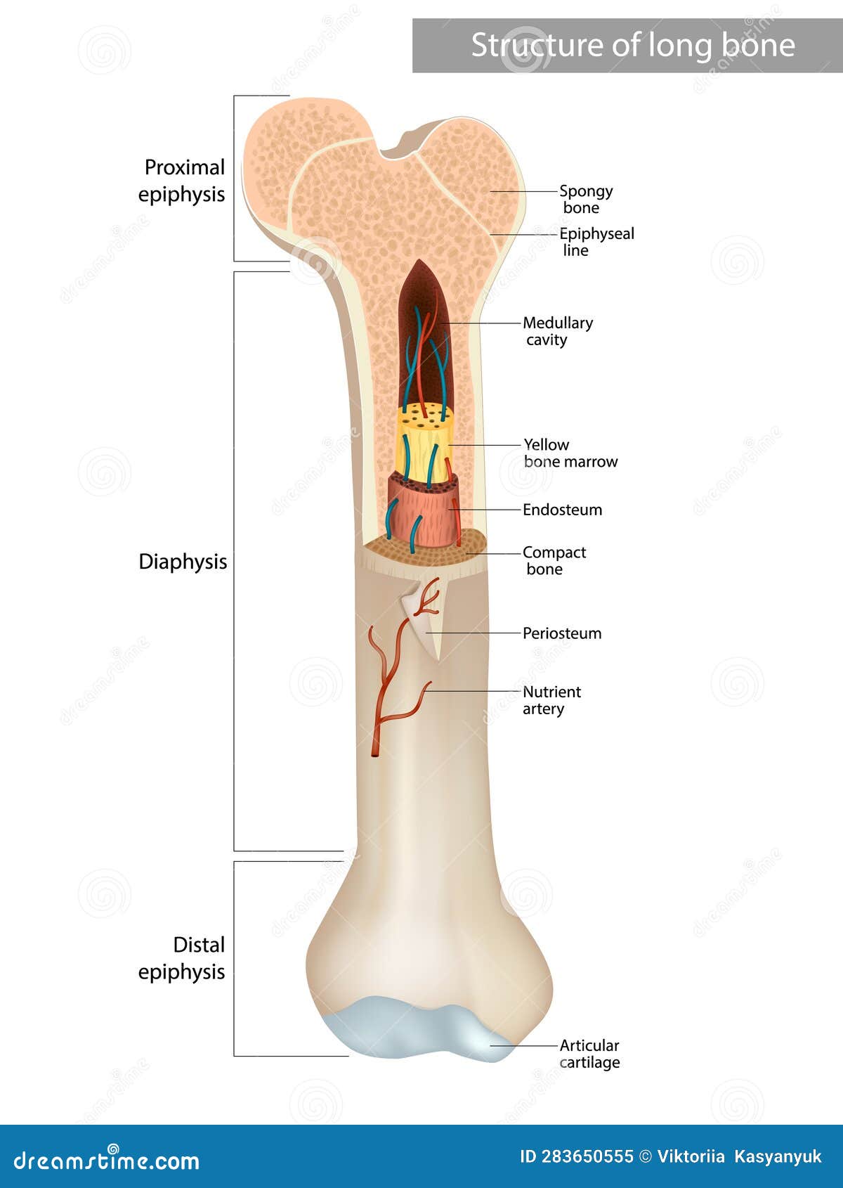 structure and components of long bone. proximal epiphysis,