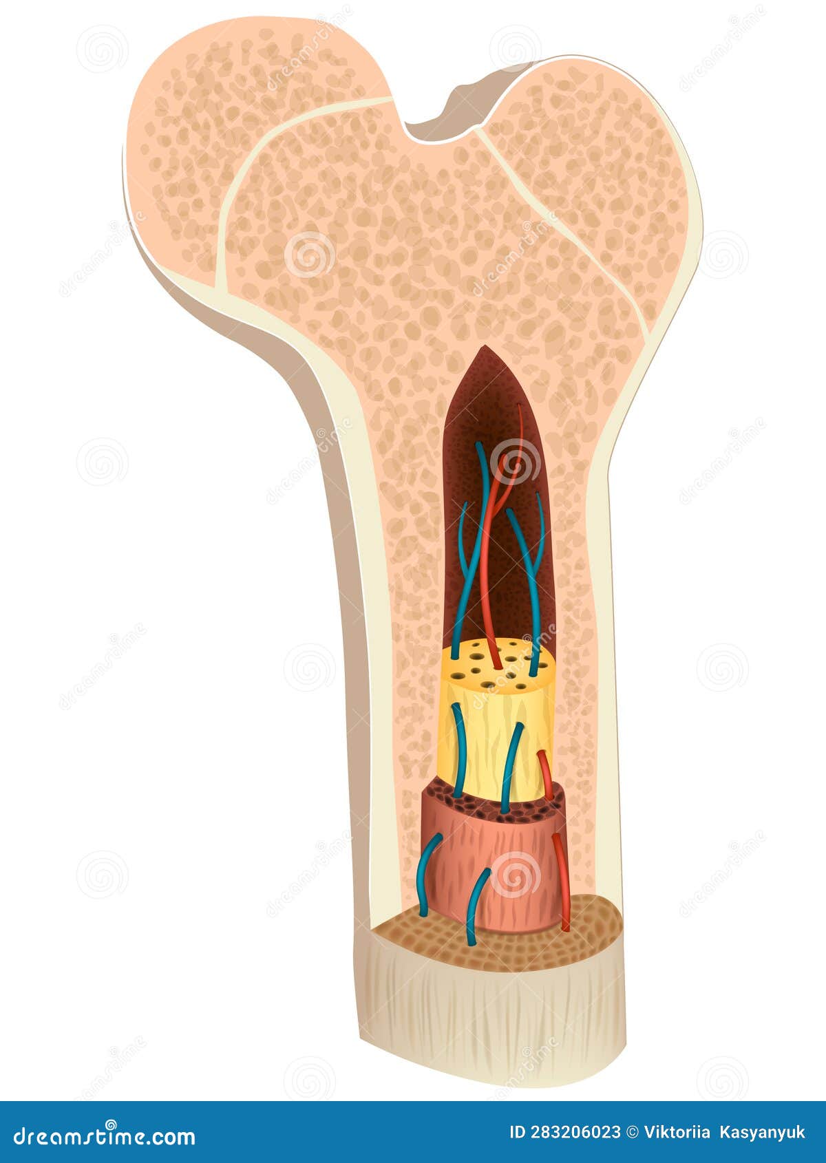 structure and composition of a long bone. diagram of cross section of a human bone showing bone marrow, spongy bone and