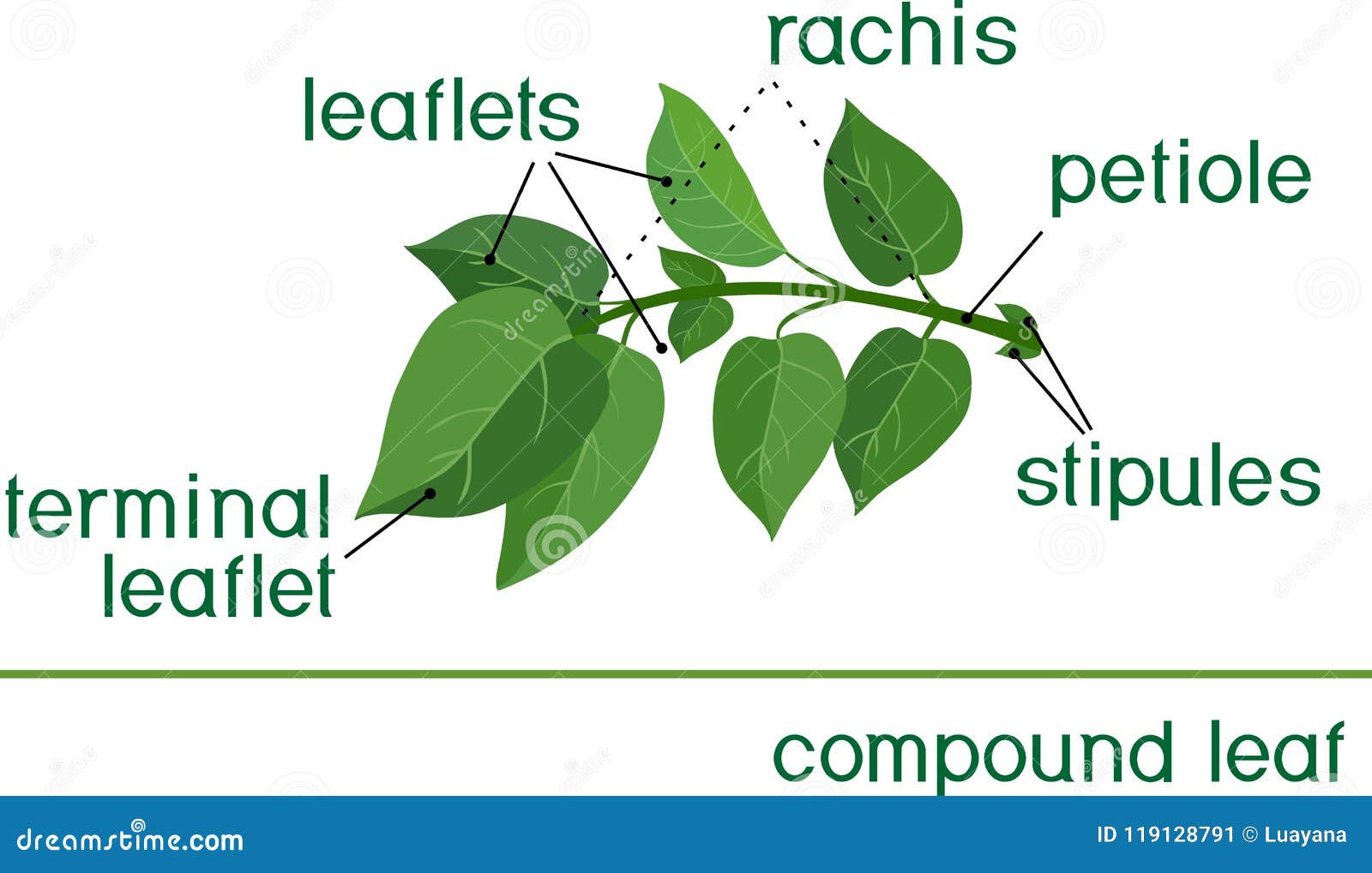 Structure of Compound Plant Leaf Stock Vector Illustration of white