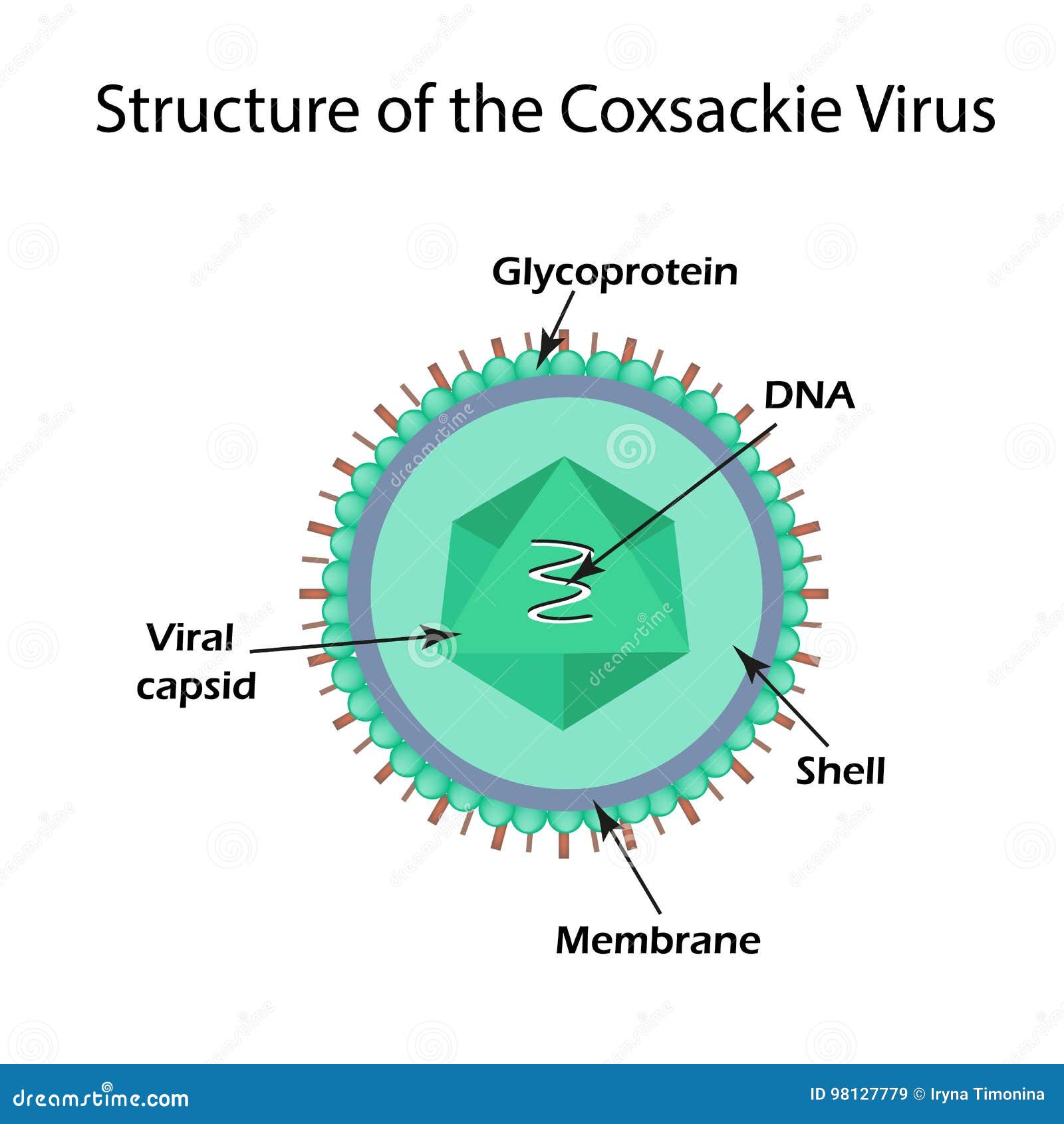 The Structure of the Coxsackie Virus. Stock Vector Illustration of