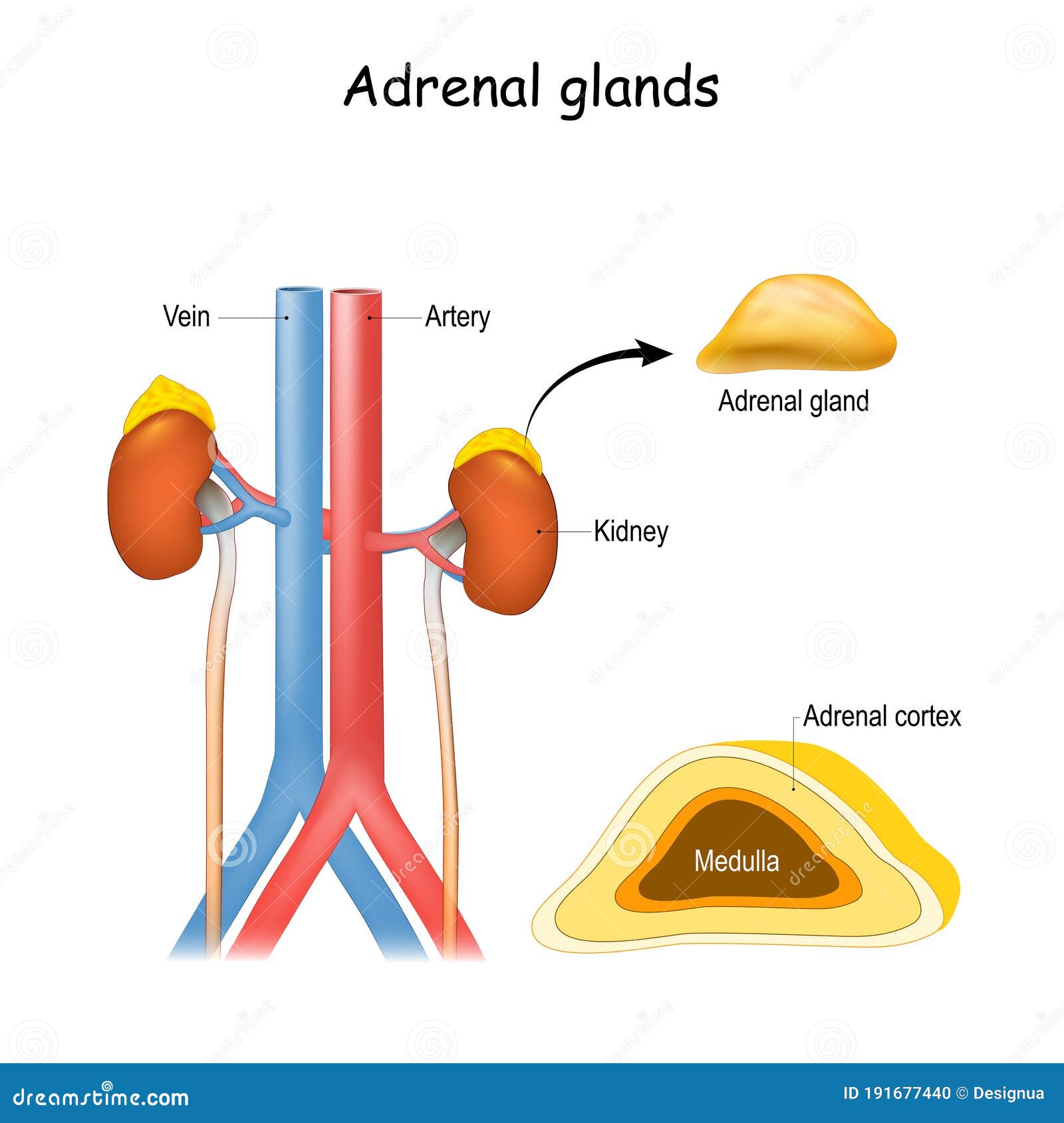 structure and cross section of suprarenal glands