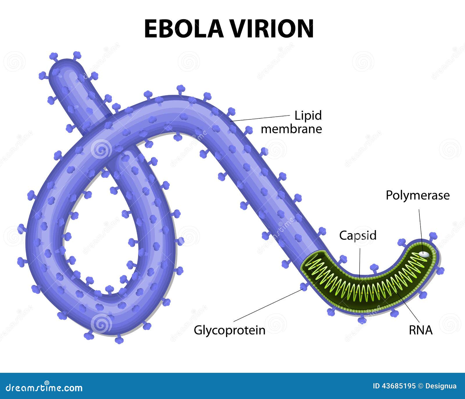Illustration of the structure of the ebola virus