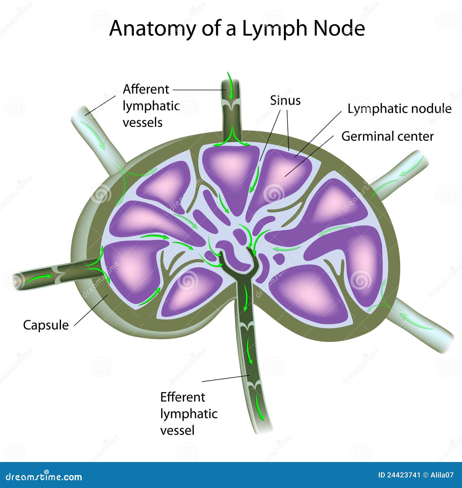 Structure Dun Ganglion Lymphatique Illustration De Vecteur