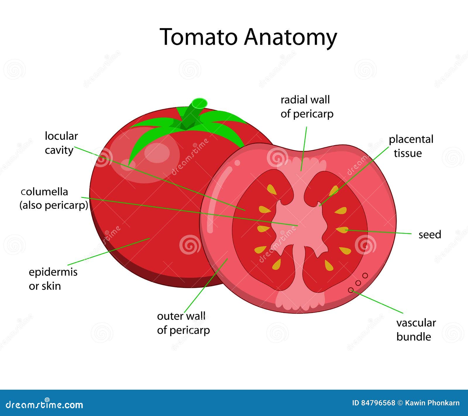 Structure d'une tomate illustration de vecteur. Illustration du tomate 84796568