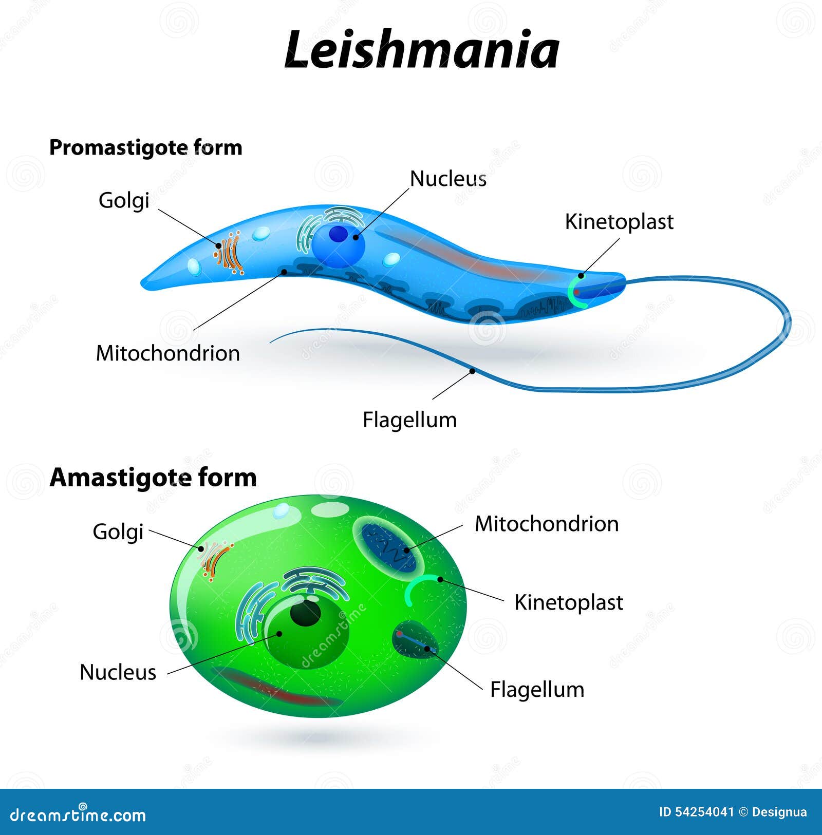 Structure de Leishmania illustration de vecteur. Illustration du