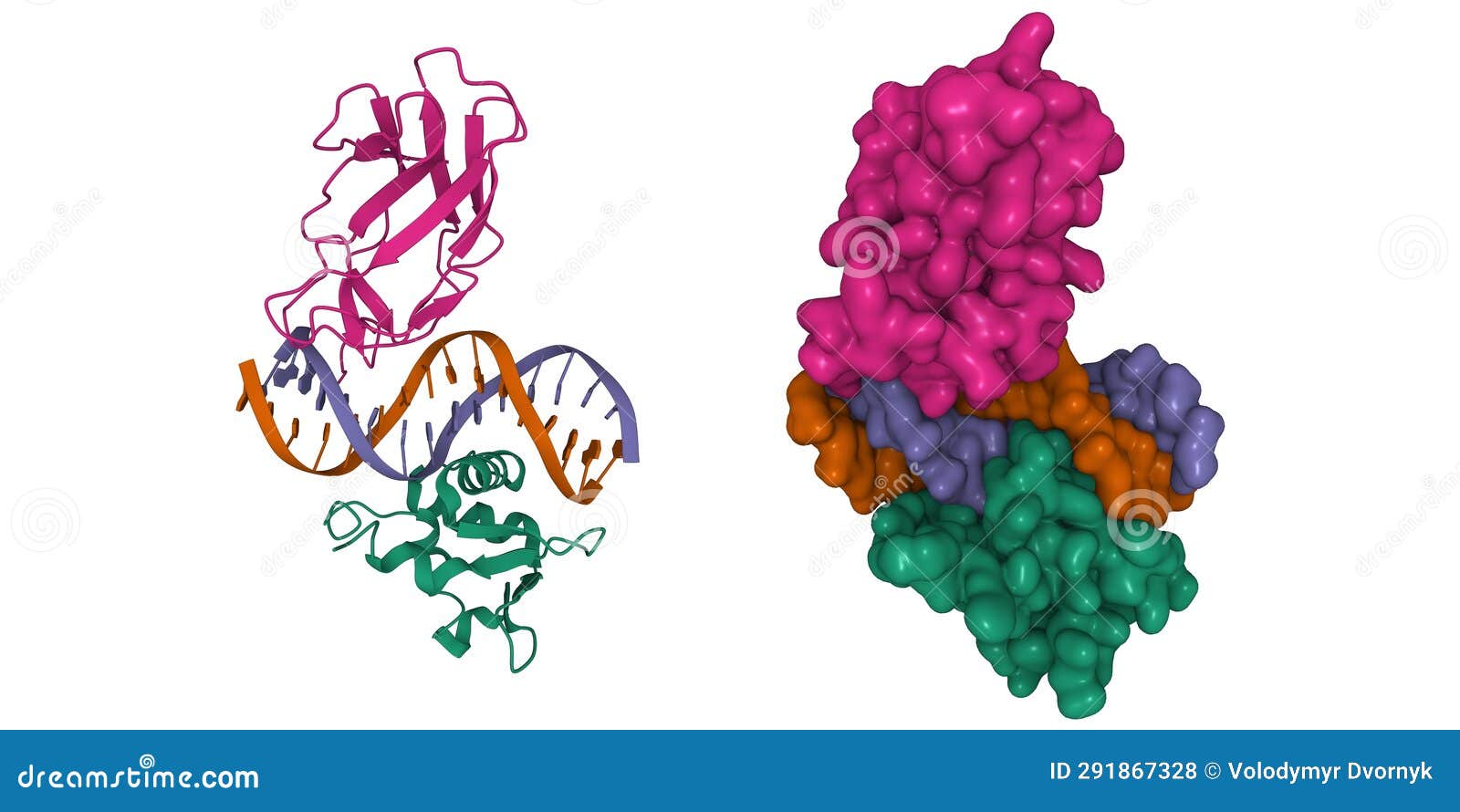 structure of the dna binding domains of human fli1 (green) and runx2 (pink) in complex with dna