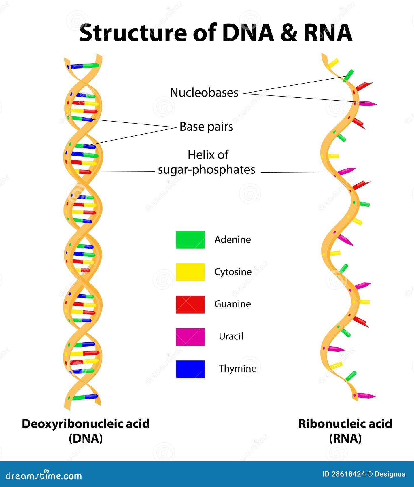 Structure DNA And RNA Molecule. Vector Stock Images - Image: 28618424