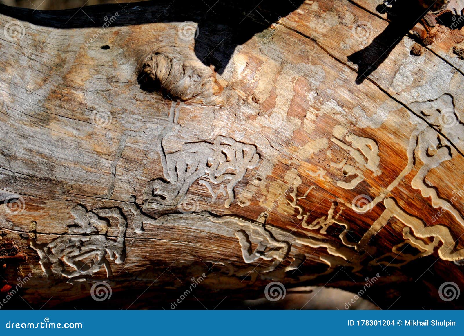 The Structure of a Dry Tree Eaten by a Bark Beetle Stock Photo - Image ...