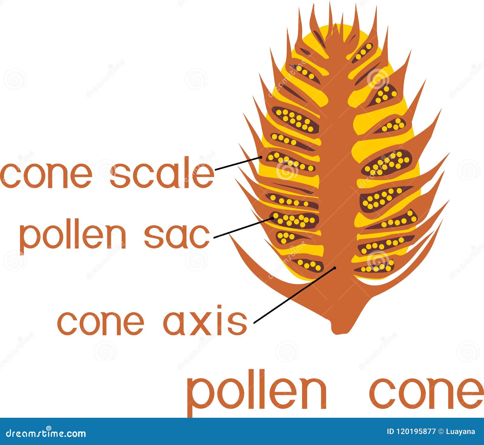 Structure Du Cône Masculin De Pollen Du Pin Avec Des Titres