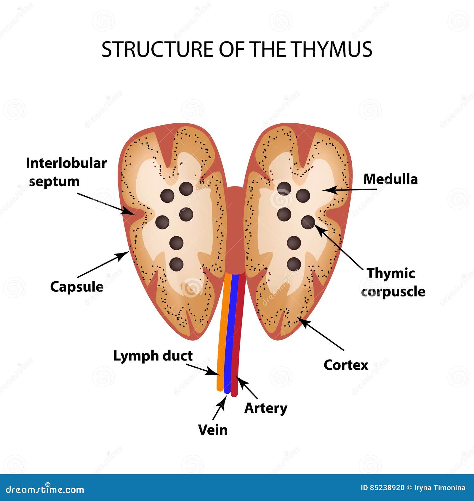 Structure Du Thymus Infographie Illustration De Vecteur Illustration de