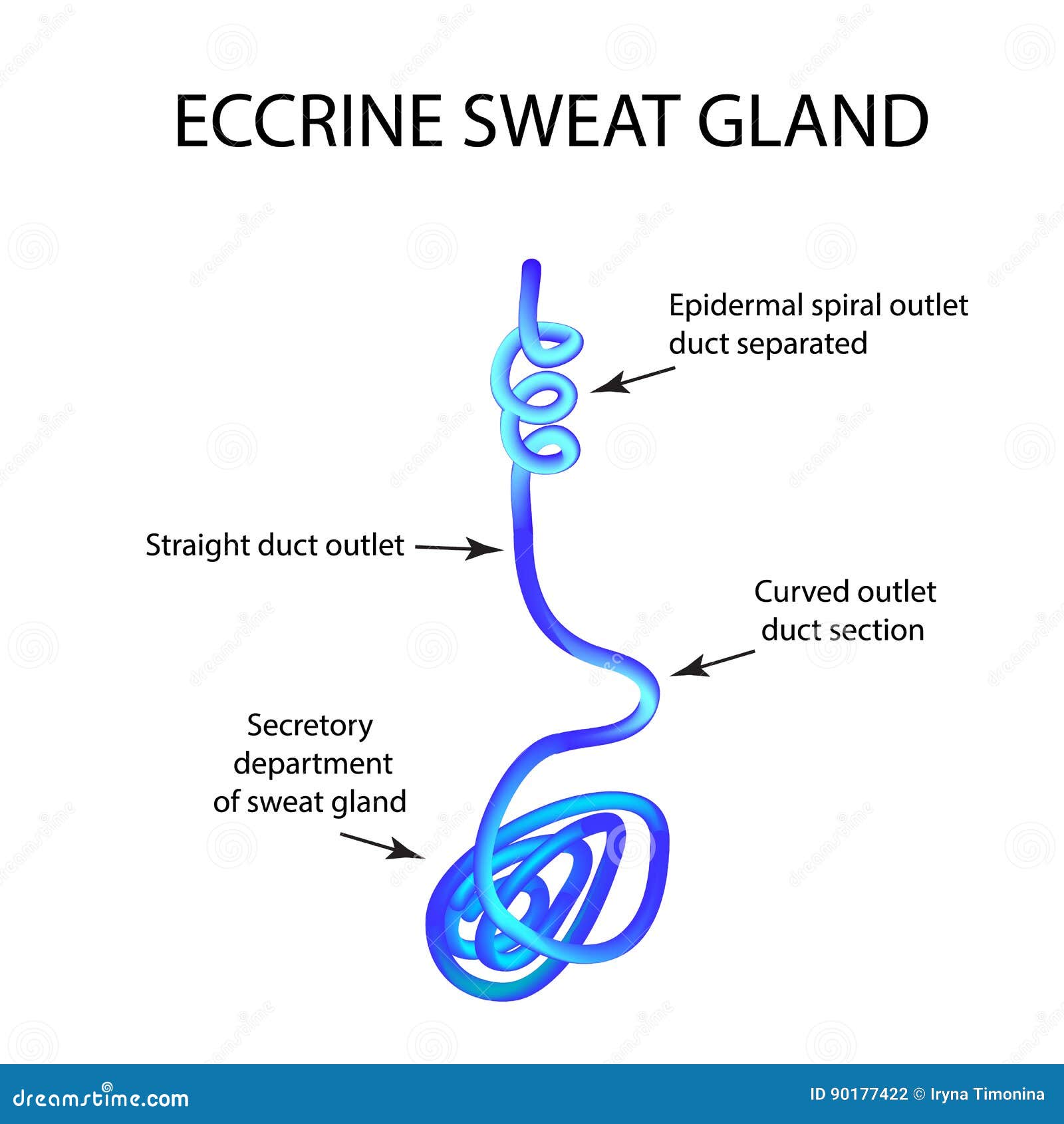 Structure Eccrine Sweat Gland. Infographics Stock Vector Illustration