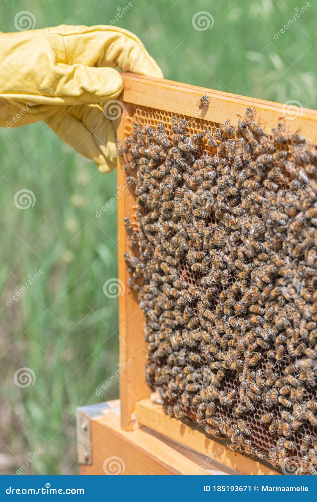 Structure En Nid D'abeille D'une Prise De Ruche Par Une Main Image stock -  Image du soin, calme: 185193671