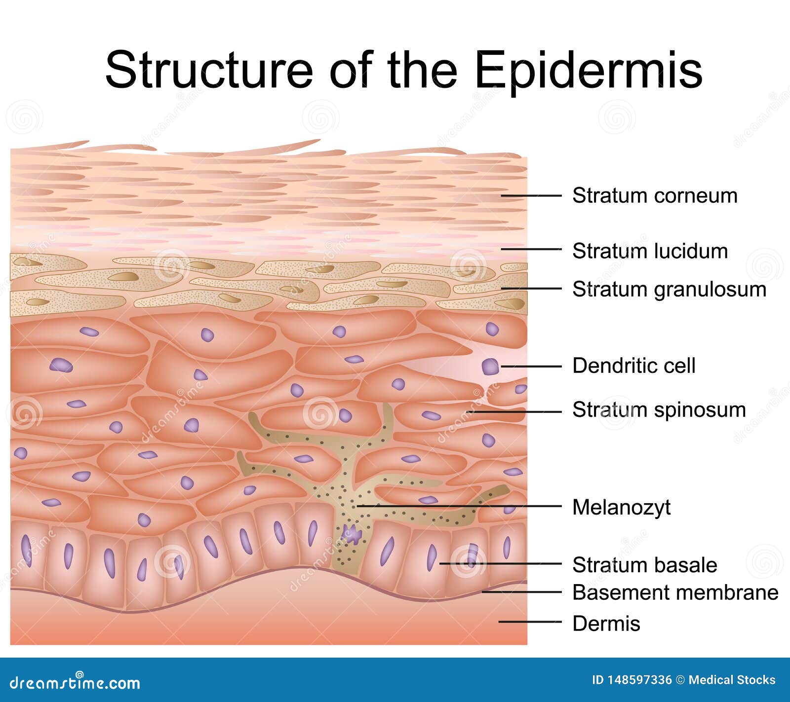 structure of the epidermis medical  , dermis anatomy